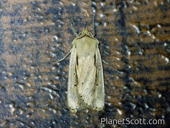 Cutworm Moth (Noctuidae sp)