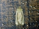 Cutworm Moth (Noctuidae sp)