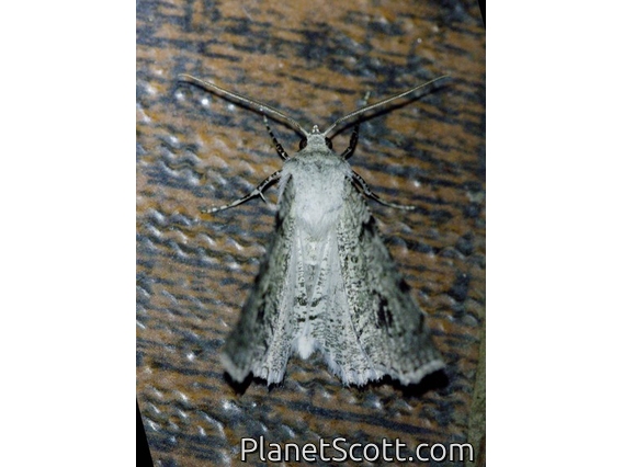 Erebid Moth (Erebidae sp)