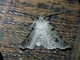 Erebid Moth (Erebidae sp)