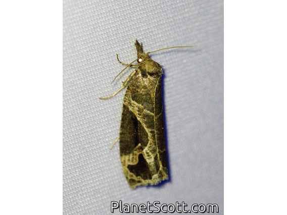 Tortricid Leafroller Moth (Tortricidae sp)