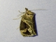 Tortricid Leafroller Moth (Tortricidae sp)