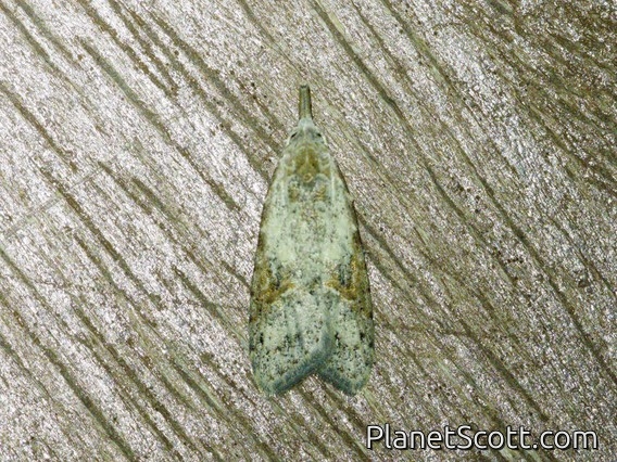 Tortricid Leafroller Moth (Tortricidae sp)