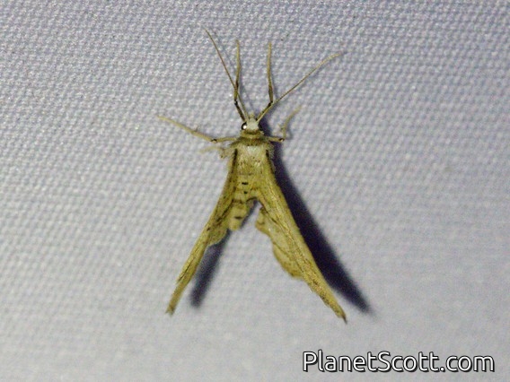 Geometer Moth (Geometridae sp)