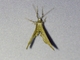 Geometer Moth (Geometridae sp)