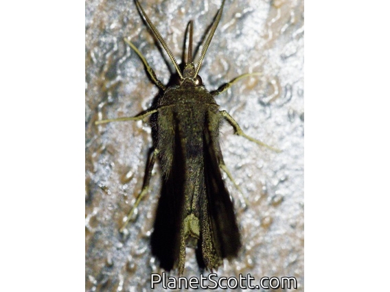 Erebid Moth (Erebidae sp)