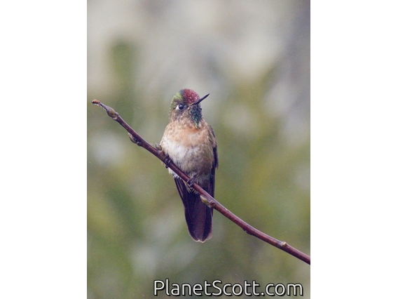 Rufous-capped Thornbill (Chalcostigma ruficeps)
