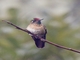 Rufous-capped Thornbill (Chalcostigma ruficeps)