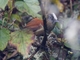 Light-crowned Spinetail (Cranioleuca albiceps)