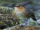 Rufous-faced Antpitta (Grallaria erythrotis)