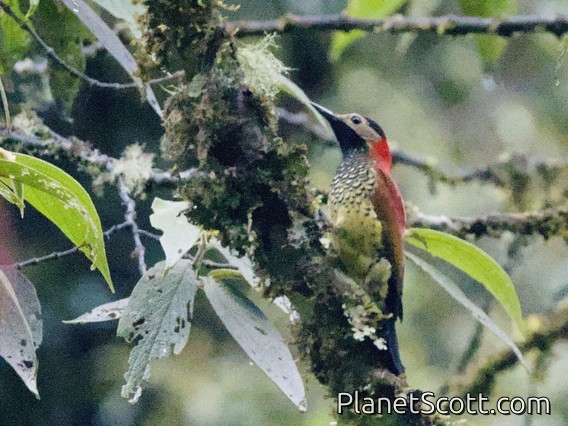 Crimson-mantled Woodpecker (Colaptes rivolii)