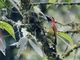 Crimson-mantled Woodpecker (Colaptes rivolii)