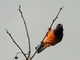 Scarlet-bellied Mountain Tanager (Anisognathus igniventris)