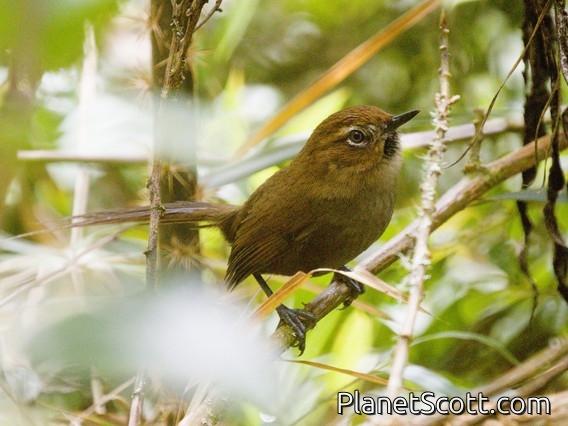 Black-throated Thistletail (Schizoeaca harterti)