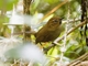Black-throated Thistletail (Schizoeaca harterti)