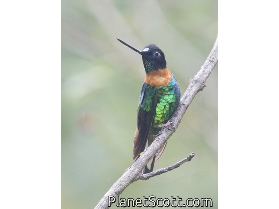 Gould's Inca (Coeligena inca) - Male