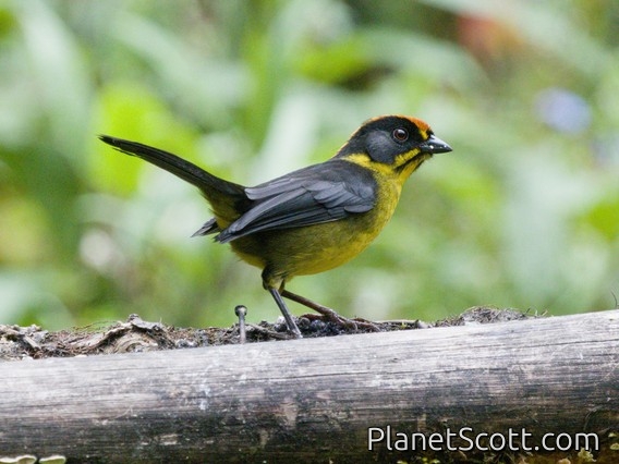 Bolivian Brushfinch (Atlapetes rufinucha)
