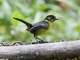 Bolivian Brushfinch (Atlapetes rufinucha)