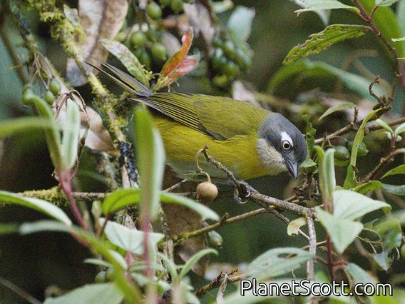 Common Chlorospingus (Chlorospingus flavopectus)