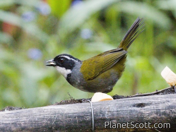 White-browed Brushfinch (Arremon torquatus)