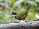 White-browed Brushfinch (Arremon torquatus)