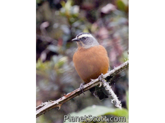 White-browed Conebill (Conirostrum ferrugineiventre)
