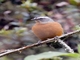 White-browed Conebill (Conirostrum ferrugineiventre)