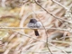 Gray-bellied Flowerpiercer (Diglossa carbonaria)