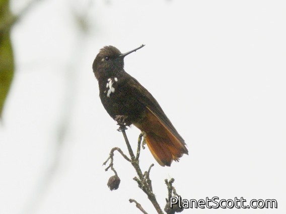 Black-hooded Sunbeam (Aglaeactis pamela)