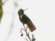 Black-hooded Sunbeam (Aglaeactis pamela)
