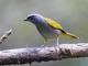 Blue-capped Tanager (Sporathraupis cyanocephala)