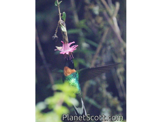Gould's Inca (Coeligena inca)