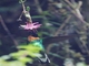 Gould's Inca (Coeligena inca)