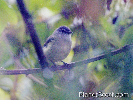 Tawny-rumped Tyrannulet (Tyranniscus uropygialis)