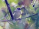 Tawny-rumped Tyrannulet (Phyllomyias uropygialis)