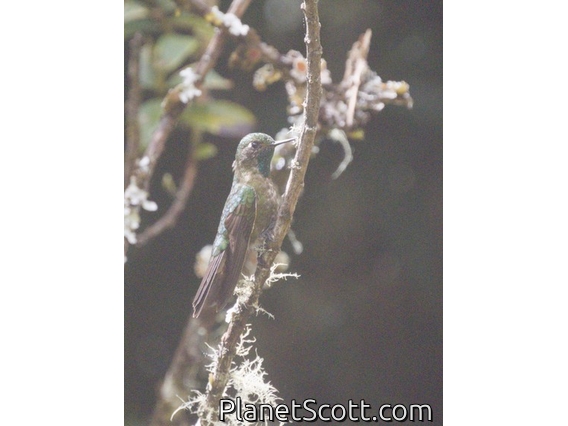 Scaled Metaltail (Metallura aeneocauda)