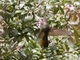 Great Sapphirewing (Pterophanes cyanopterus) - Female