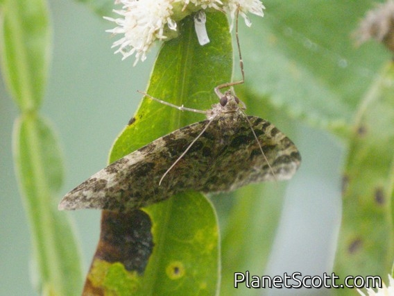 Carpet Moth (Larentiinae sp)