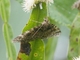 Carpet Moth (Larentiinae sp)