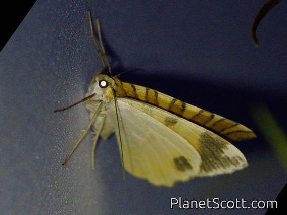 Geometer Moth (Geometridae sp)