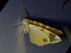 Geometer Moth (Geometridae sp)