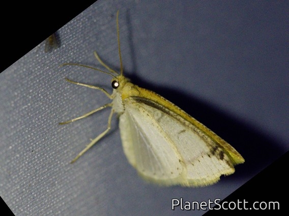 Geometer Moth (Geometridae sp)