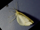 Geometer Moth (Geometridae sp)