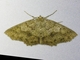 Geometer Moth (Isochromodes sp)