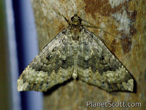 Carpet Moth (Geometridae sp)