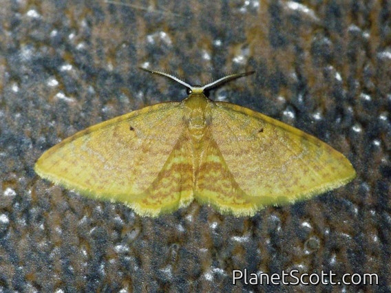 Geometer Moth (Tricentra sp)