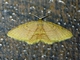 Geometer Moth (Tricentra sp)