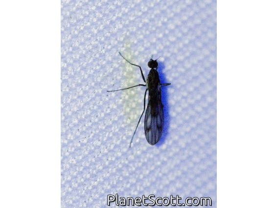 March Fly (Bibionidae sp)