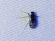 March Fly (Bibionidae sp)