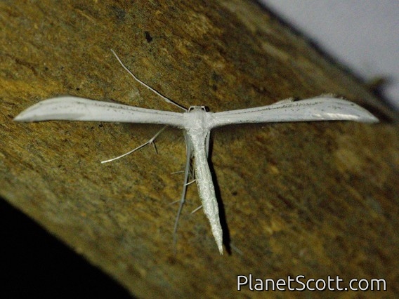 Baccharis Borer (Hellinsia balanotes)